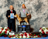 Beagle 15 #21 Fri BOW Rodes Jana Judge Norman Patton