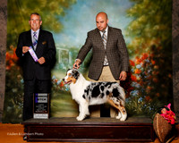 Australian Shepherd #18 Sun WB Moore Jimmeye Barbara Gray Lotterhos James Moore Judge Dana Cline