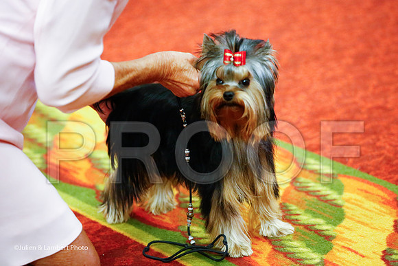 _JJ_6376-YorkieNatJul2016-HR