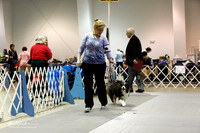 Australian Shepherd #103 Sun Ring