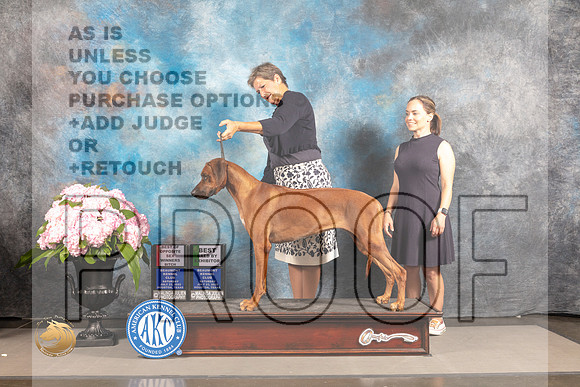 Rhodesian Ridgeback #36 SAT WB BOW BBE Judge Timothy Catterson_MJ_6238_Houston_2022_HR3