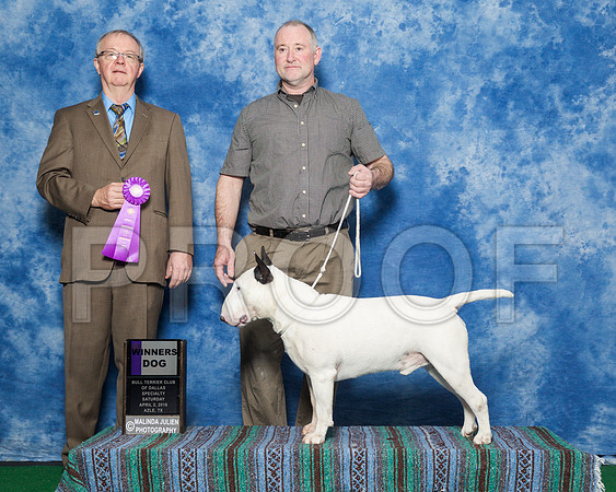 _R1_9396-BullTerrierAzleApr2016-HR3