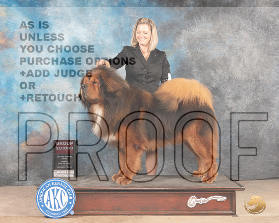 Tibetan Mastiff #5 Fri G2 Judge Joan Liebes-MMJ_3246-Addison2022-HR3