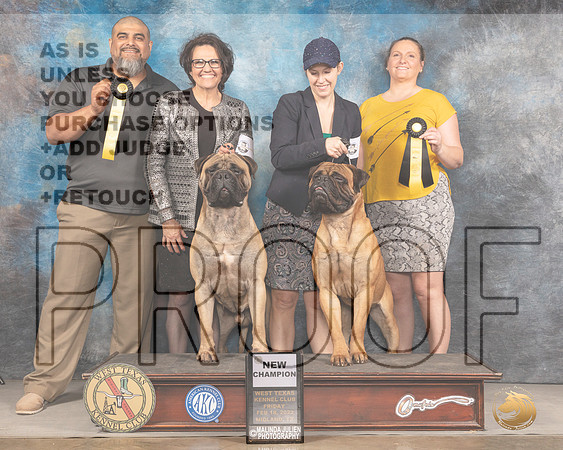 Bullmastiff #11 #9 Fri ChMMJ_3179_Mdlnd2022_HR3