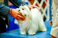 Maltese Sat