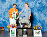 Standard Schnauzer #120 Thrs BiSS Shank LeAnn & Judy Marchant & Elizabeth Holle Judge Ms Patricia White