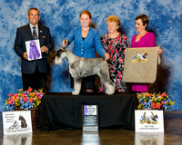 Standard Schnauzer #85 Sat WD Maj NC Shankweiler Maureen & John & LeAnn Shank Judge Mr Dana P Cline