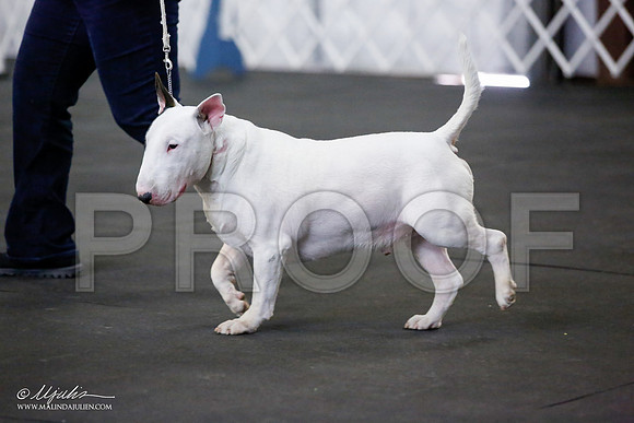 _JJ_3318-BullTerrierAzilApr2016-HR3