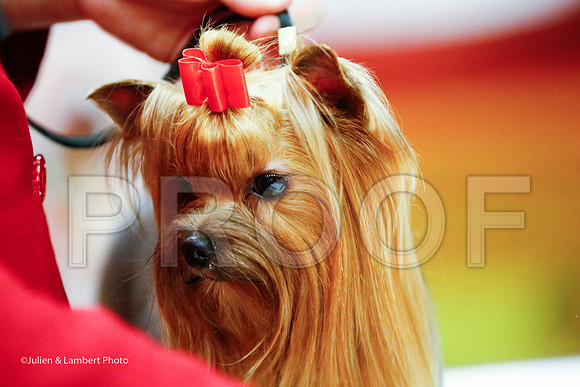_JJ_8597-YorkieNatJul2016-HR