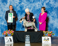 Standard Schnauzer #90 Sat AOM Lomando Noni Agent Brenda Lee Combs Judge dana Cline