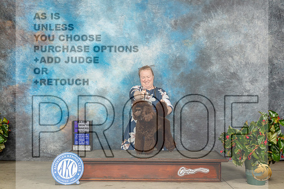 Poodle Miniature #16 Fri WBM Judge Carmen D BlankenshipMJP_8364_SA2023_HR3