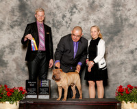 Chinese Shar Pei #15 Sun NC Maj BOB Gonzalez Alejandro and Elizabeth ann brown Judge Troy Dargin