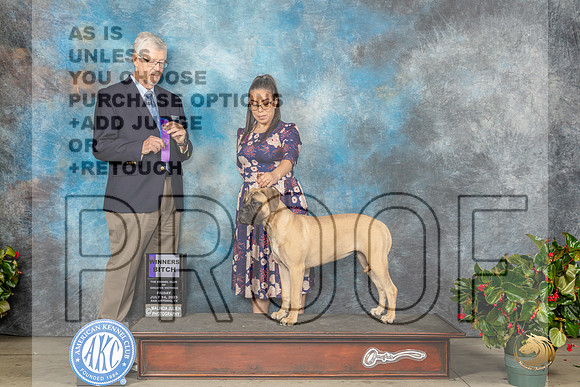 Bullmastiff #12 Fri WB Judge Dr Michael WoodsMJP_7833_SA2023_HR3