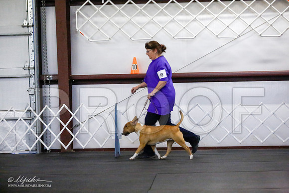 _JJ_2967-BullTerrierAzilApr2016-HR3