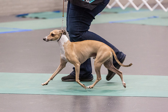 Italian Greyhound Sat Ring_JJL_0777_UKCLNGVIEWOCT2024_2024_HR3
