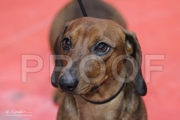 DachS-5692LR