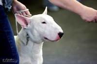 White Open Dog Sat Ring