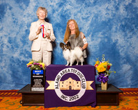 Papillon #5 Sat BOW Kirk Patsy & Garey Kirk Judge Mrs Sharon Newcomb