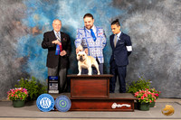 French Bulldog #? Fri OHBOBBOW Judge David Bolus