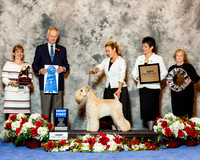 Soft Coated Wheaten Terrier #5 Fri G1 Jacobs Marilyn Koharik Judge Geir Flyct Pedersen