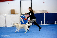 American Bred Dog Sat Ring