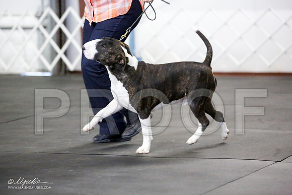 _JJ_3949-BullTerrierAzilApr2016-HR3