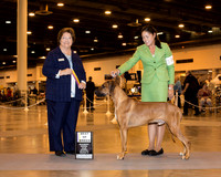 Rhodesian Ridgeback #17 Sat BOB Faville Nancy & Helle Rasmussen & Rebecca Boese Judge Ms Nikki Riggsbee