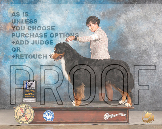 Bernese Mountain Dog #11 Fri WDBOW Judge Donnell RichardsMMJ_3006_Mdlnd2022_HR3