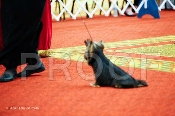 _JJ_8288-YorkieNatJul2016-HR