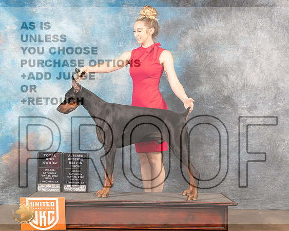 Doberman Pinscher #149 Sat ARBIS Judge Michelle BlackowlMMJ_5859_Lngvw2022HR3