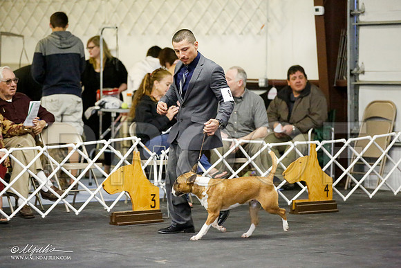 _JJ_4005-BullTerrierAzilApr2016-HR3