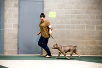 American Bully Sat S1 Ring