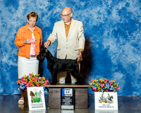 Standard Schnauzer #78 Thrs 1st 6-9 PB Allen Mark E & Don Dalton Agent Margaret Zonghetti Judge Mrs Keke Kahn