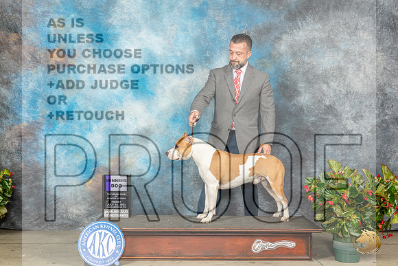 American Staffordshire Terrier #23 Fri WD Judge Jay RichardsonMJP_7675_SA2023_HR3