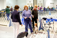 Shetland Sheepdog #94 Sat Ut A Judy McClelland-Shermann