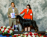 Rottweiler #43 Fri WD Maj Tatum Barbara Judge Mr David W Haddock