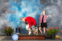 Miniature American Shepherd #21 Sun WDBOWM Judge Wendy G Willhauck