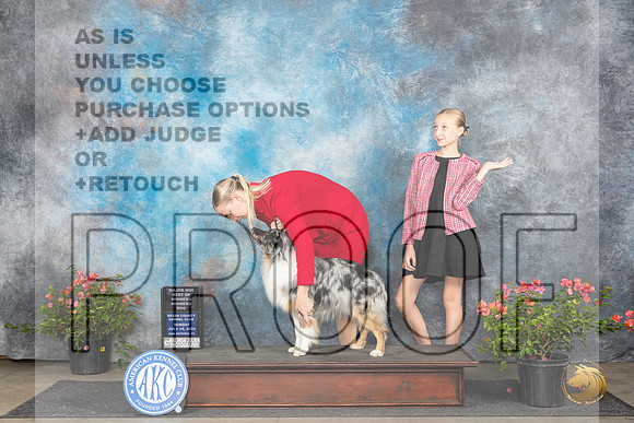Miniature American Shepherd #21 Sun WDBOWM Judge Wendy G Willhauck__JP_6187_San Antonio_2024_HR3