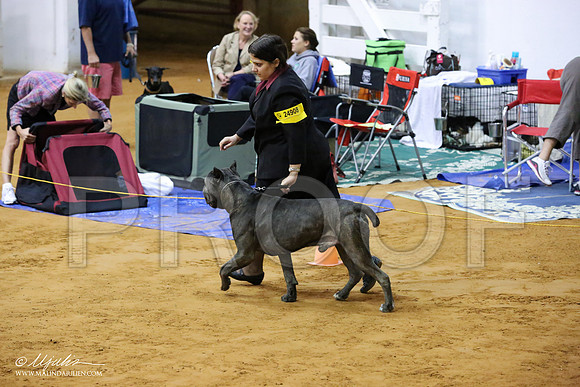 Cane-7791-IABCAFWSPT13-HR