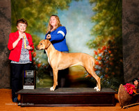 Rhodesian Ridgeback #10 Sat BOB Foster Amanda and Denise Ivie Price Judge Cindy Meyer