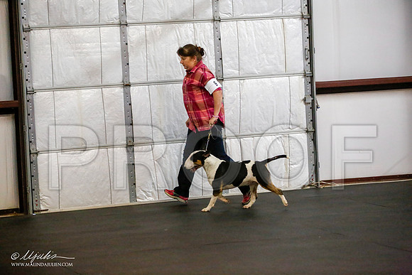 _JJ_0483-BullTerrierAzilApr2016-HR3
