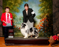 Shetland Sheepdog #19 Sat G2 Lee L Sun Young and Zhipeng Du Judge Cindy Meyer