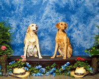 Labrador Retriever #R41 Sun Custom