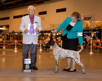 German Shorthaired Pointer #17 Wed WD Kalupa Jessica & Mary Beth Usery