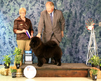 Chow #9 Sat BOW Michael & Linda Brantley Judge C Patterson Amarillo Sep 2013