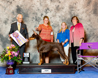 Doberman Pinscher #7 Wed BISS Mitchell Carolyn Austin Jody Huston Gould Colleen Judge Robert Vandiver