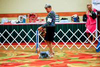 Winners Dog Thurs Ring