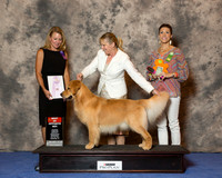 Golden Retriever #39 Wed BOS Wallace Beverly & Kendra Johnson Judge Ms Diane Cooper