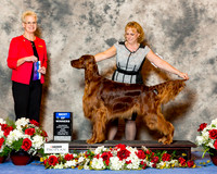 Irish Setter #17 Sun BOW Strauss Chris and Richard Agnet Lois DeMers Judge Carol Tobin Murray