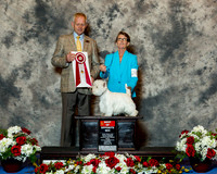 West Highland White Terrier #26 Thrs BOS Nesler Olivia Judge Mr Geir Flyckt Pedersen